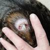 For this reason, a spider bite can be hard to diagnose, unless the person takes the spider that bit them to the doctor. Https Encrypted Tbn0 Gstatic Com Images Q Tbn And9gctxa5aqmwyrtetoeer 4ultrhqjwpvudrb 6oue88xjqhsjxod Usqp Cau