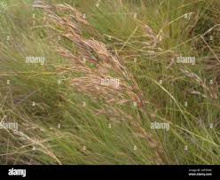 Image result for Loudetia simplex