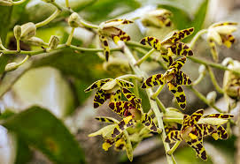 Image result for Tridactyle eggelingii