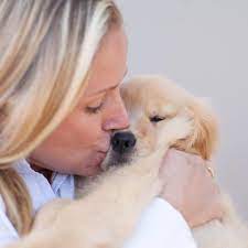 From their first breath and learning to walk, to teething and playtime. Golden Retriever Valley Of The Bells Kennel Home Facebook