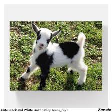 Black And White Goat Breeds Cute Black And White Goat Kid Paperweight Zazzle Com In 2020 Cute Goats Goat Kidding Cute Baby Animals