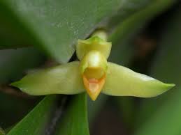 Image result for Heteropyxidaceae