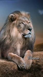 Lion Animation Video In 2020 Lions Photos Jungle Animals Pictures Lion Pictures