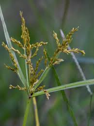 Image result for Fimbristylis complanata