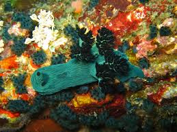 Image result for Mohria nudiuscula