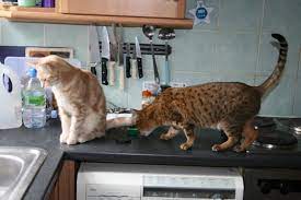 You can apply a few techniques on training cats to stay off counters, these techniques have proven successful. How To Keep Cats Off The Counter