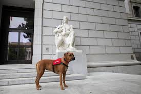 Sample letter for companion animal date name of professional therapist physician psychiatrist rehabilitation counselor. How To Ask For An Emotional Support Animal Letter Superdog Service Dogs