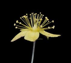 Image result for Hypericum aethiopicum
