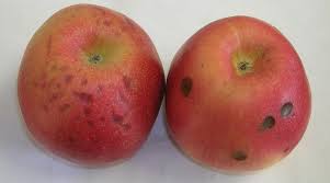 Honeycrisp™ bears loads of apples with the most crispy, crunchy texture we've ever encountered and are fast becoming one of america's favorite apples! Storage Disorders Cooperative Extension Tree Fruits University Of Maine Cooperative Extension