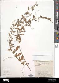 Image result for Polygala sphenoptera