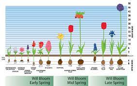 We did not find results for: Bloom Time