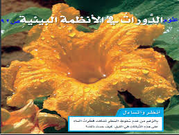 علوم خامس الفصل الأول الدورات في الأنظمة البيئية