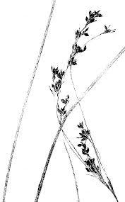 Image result for Rhynchospora brownii