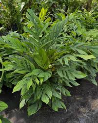 The Plant Stand of Arizona