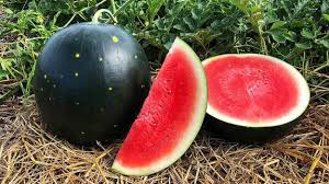 Melons: How to Grow It