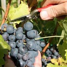 Image result for grape pruning