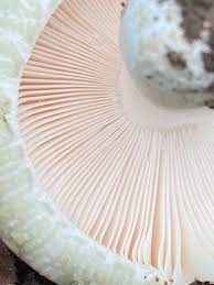 Image result for Russula sp