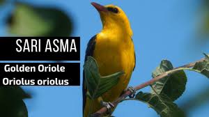 Sari Asma Eurasian Golden Oriole Oriolus Oriolus Youtube
