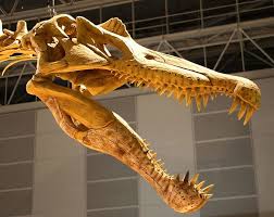 About Dinosaur Teeth Fossilera Com