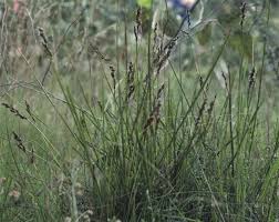 Image result for Tetragonia calycina