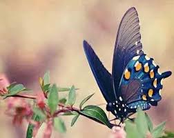 صور فراشات خلفيات فراشات ملونة جميلة جدا Butterfly Pictures Beautiful Butterflies Beautiful Birds
