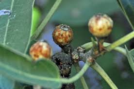 Image result for Ficus welwitschii