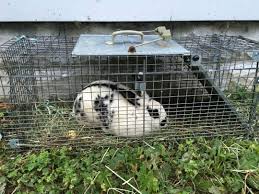 Just place them in your yard, connect them to a water hose and away go the rabbits. Tips For Catching A Stray Ohio House Rabbit Rescue
