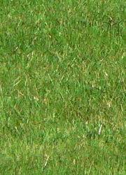 Wie wäre es mit einem wilden, bunten bereich in ihrem garten? Rasen Vs Wiese Naturschutz Im Garten