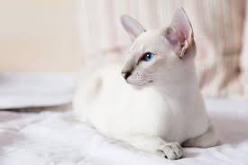 She will need an experienced cat owner, but is worth it. Lilac Point Siamese Cat Breed Info Pictures Temperament Traits