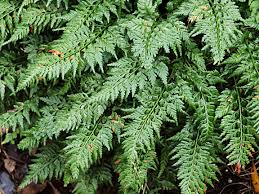 Image result for Asplenium adiantum-nigrum