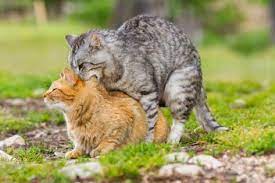 How Do Cats Mate 3 Facts That Will Blow Your Mind Tinpaw