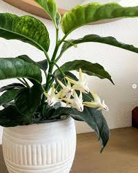 Image result for hoya multiflora