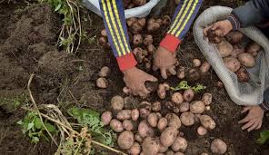 Por lo anterior, el procesado fue condenado a 12 años y 6 meses de prisión, como responsable del delito de … Tolima 14 Toneladas De Papa Y 500 De Frijol Estan En Riesgo De Perderse En Tolima Ibague Caracol Radio