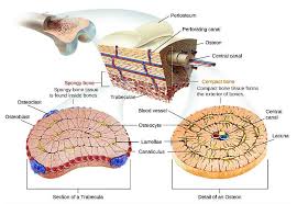 Start studying compact bone structure. Bones Emedicodiary