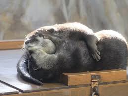 Otters Have Cuddles And Kisses 1 Otters Cute Otter Love Animals Beautiful