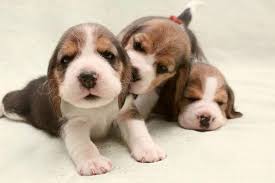 While there is no need to rely on your dog's gender when selecting a name if you don't want to, many people will want a more delicate name for their female dog. Unique Dog Names For A Girl Beagle List With Meanings