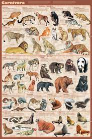 Carnivora Educational Poster 24x36 In 2021 Carnivorous Animals Animal Posters Animal Illustration