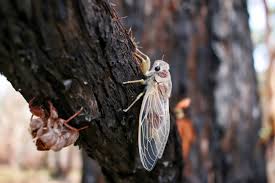May 31, 2021 · the veins on cicada wings — illuminated on a light box — have what looks to some human eyes like the letter w. Yes Cicadas Are Safe To Eat And They Re Delicious News Center Montclair State University