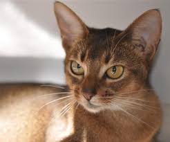 Information about abyssinian kitties is not much but is pulished clearly and in details. 40 Super Cute Abyssinian Cat Pictures