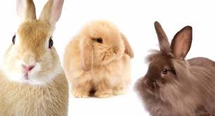 Dwarf lops pose similarly to cats. Rabbit Breeds A Complete Guide To 25 Of The Best Rabbit Breeds