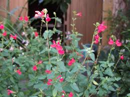 Search only for azteken salbei Salvia Mediterraner Garten In Schwebsingen