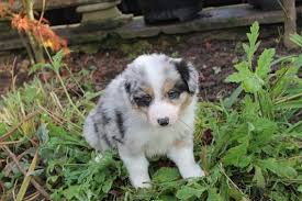 Australian kelpie australian mountain doodle australian shepherd australian terrier azawakh barbet basenji basset hound beabull beagle beaglier bearded collie beauceron bedlington terrier belgian malinois belgian sheepdog. Australian Shepherd Puppies For Sale