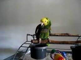 Bird Crying Like A Baby Video Crying Parrot Very Funny 3 Parrot Talking Parrots Amazon Parrot