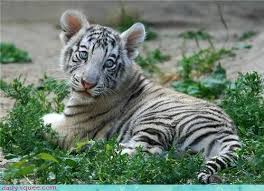 News & interviews for the white tiger. Daily Squee Tiger Cub Cute Animals In The Cutest Pictures Ever And Even Cuter Baby Animals Cute Animals Cute Baby Animals Cute Animal Pictures Animal Gifs Gif Animals Cheezburger