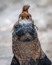 Misterlemonznext Geographicwild Photography By C Carla Rhodes Iguana On Fernandina Island Galapagos Iguana Galapagos Marine Iguana Iguana Lizard