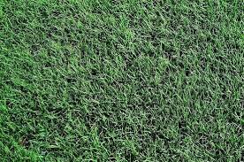 We did not find results for: Bermuda Sod