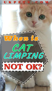 Cat Limping Knowing What To Do With It Cat Parenting Kitten Care Kitten Health