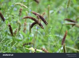 Image result for Setaria sphacelata