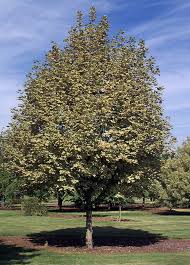 Image result for Vepris drummondii