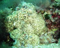 Image result for Loxodera caespitosa